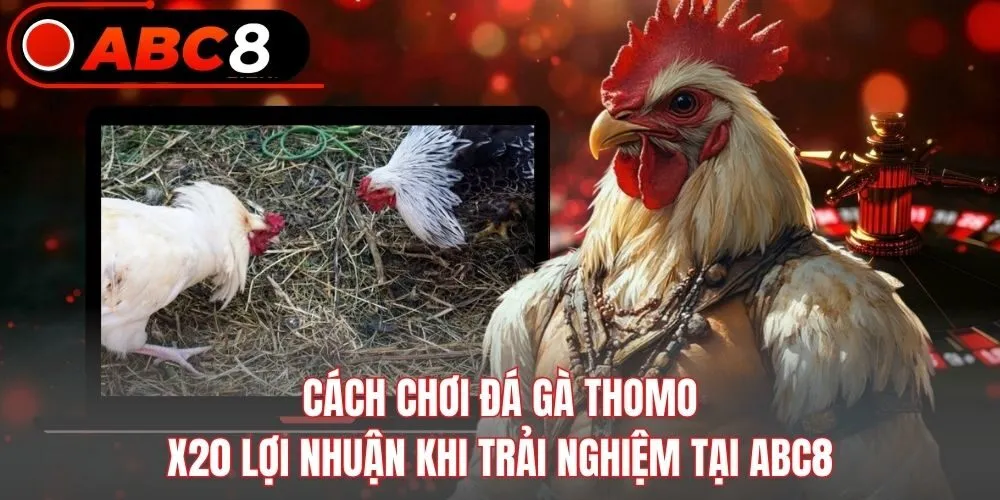 Cách Chơi Đá Gà Thomo X20 Lợi Nhuận Khi Trải Nghiệm Tại ABC8